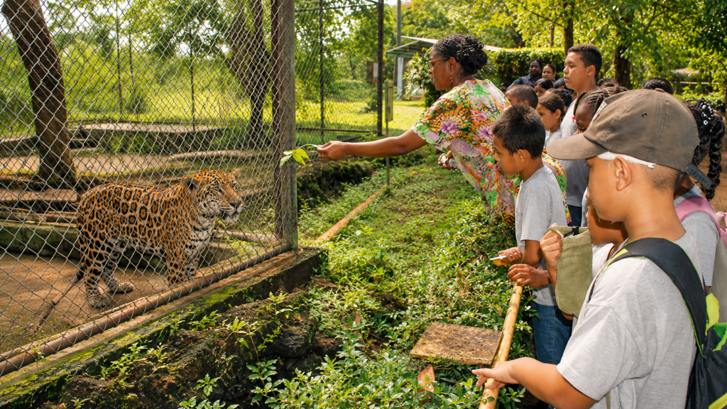 Stage Paramaribo Zoo 1 Paramaribo Zoo
